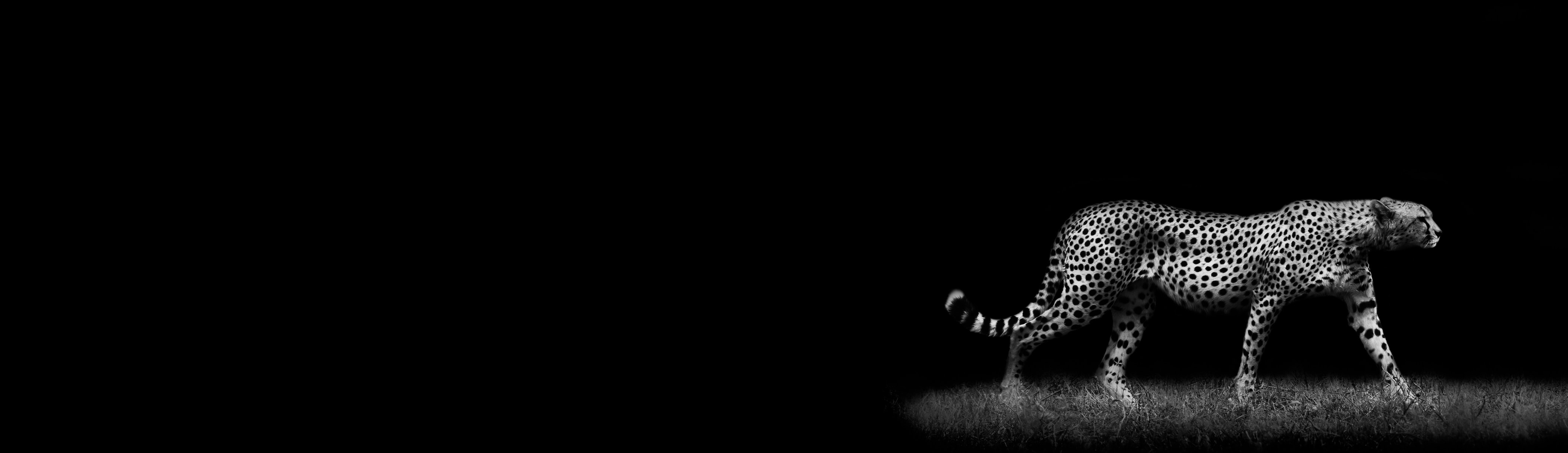 Cheetah moving across a dark landscape